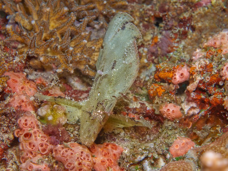 Leaf Scorpion Fish, Rubiah Sea Garden